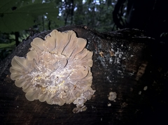 Fungi