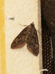 Parapoynx obscuralis