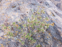 Dolichlasium lagascae