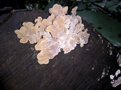 Fungi