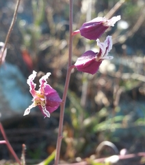 Streptanthus glandulosus pulchellus