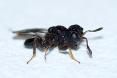 Cratomus megacephalus