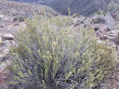 Chuquiraga ruscifolia