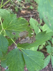 Phytomyza actaeivora