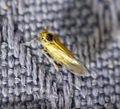 Javesella pellucida