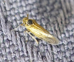Javesella pellucida