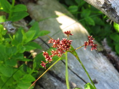 Luzula luzuloides rubella