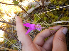 Arethusa bulbosa