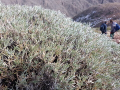 Anarthrophyllum elegans