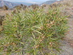 Acanthostyles buniifolius