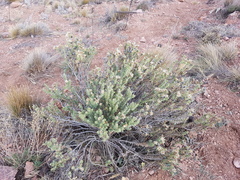 Chuquiraga ruscifolia
