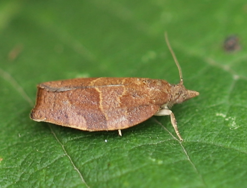 Dark Fruit-tree Tortrix