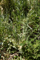 Cirsium douglasii