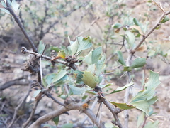 Berberis grevilleana