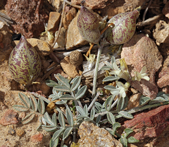 Astragalus platytropis