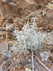 Artemisia mendozana