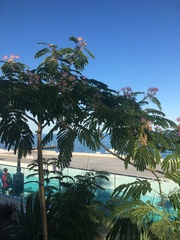 Albizia julibrissin
