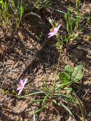 Phemeranthus rugospermus