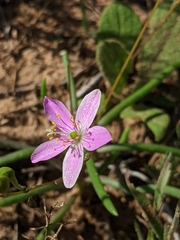 Phemeranthus rugospermus