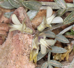 Astragalus platytropis