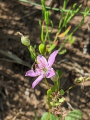 Phemeranthus rugospermus
