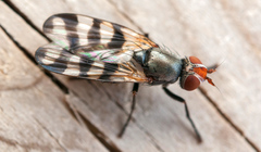 Ceroxys urticae