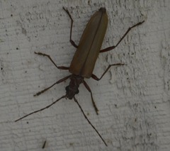 Centrodera decolorata