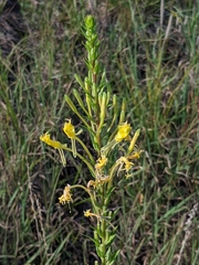 Oenothera clelandii