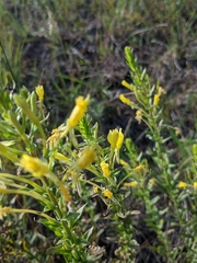 Oenothera clelandii
