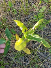 Asclepias amplexicaulis