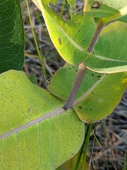 Asclepias amplexicaulis