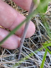 Asclepias amplexicaulis