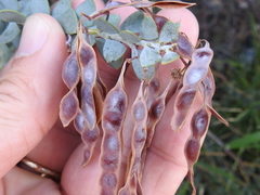 Acacia cultriformis