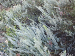 Acacia cultriformis