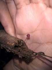 Fungi