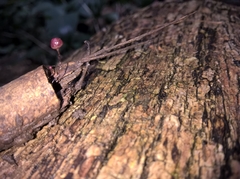 Fungi