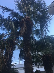 Trachycarpus fortunei