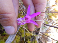 Arethusa bulbosa