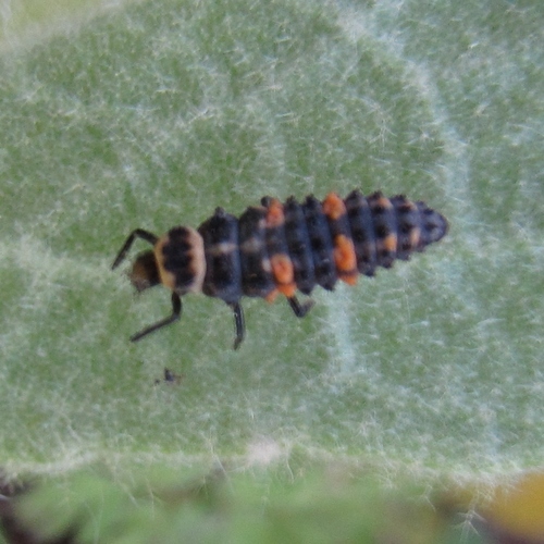Convergent lady beetle