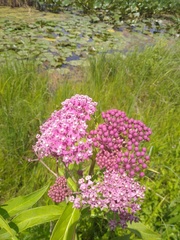 Asclepias incarnata