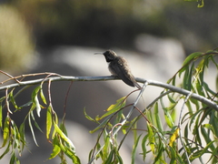 Oreotrochilus estella