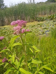 Asclepias incarnata