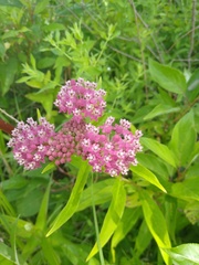Asclepias incarnata