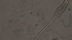 Lacrymaria olor