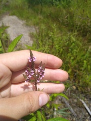 Verbena hastata