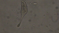 Lacrymaria olor
