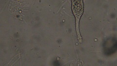 Lacrymaria olor