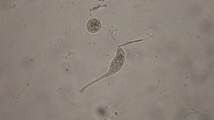 Lacrymaria olor