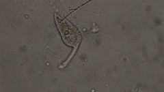 Lacrymaria olor