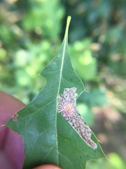 Tischeria quercitella